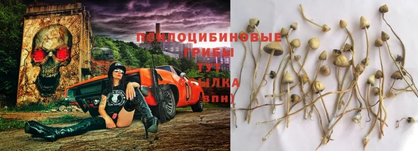 PSILOCYBIN Инта